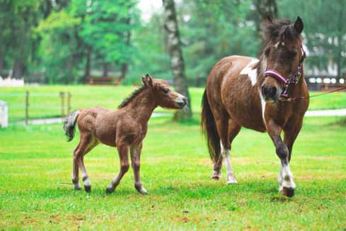 American Miniature Horse park Boheminium