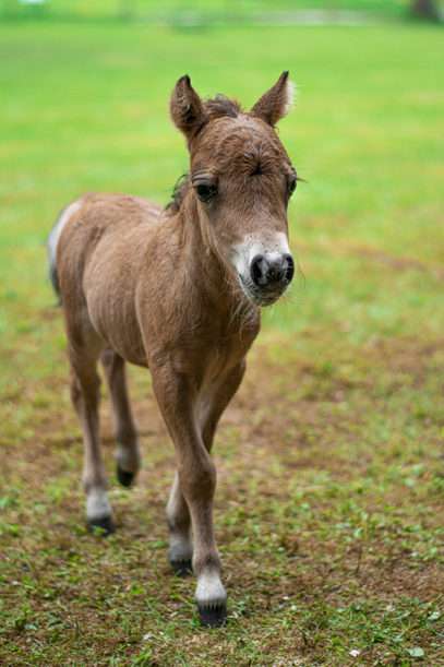 American Miniature Horse park miniatur