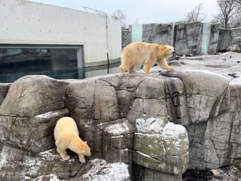 Lední medvědi v ZOO Kodaň