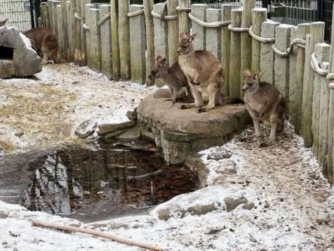 Klokani v ZOO Kodaň